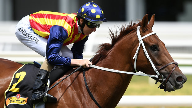 Relaxing Nature Strip could be the key to succes in the Friday's Moir Stakes 