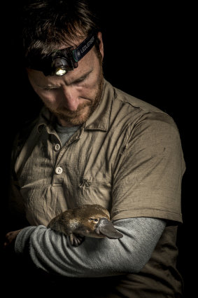 Joshua Griffiths cradles a young female platypus just before releasing it back into a stream. 