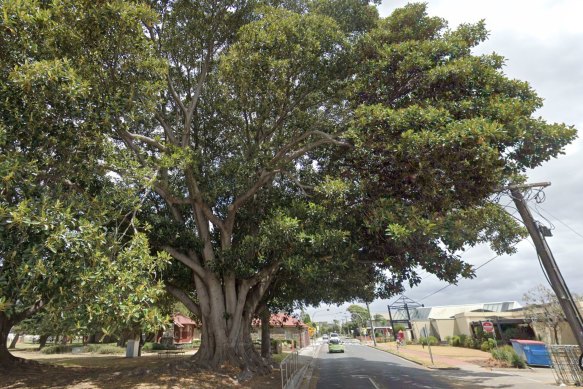 A beautiful Moreton Bay fig at Logan Park, Altona. 