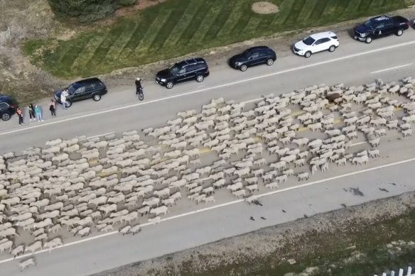 The sheep move along state Highway 55 to cross the road near Eagle, Idaho.