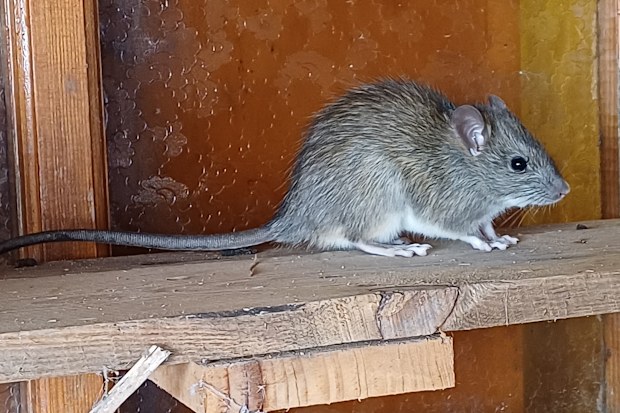 little brown mouse near wooden wall in basement
