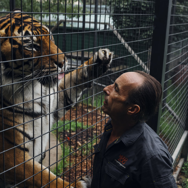 Kinwah the tiger, now 11, was raised by operations manager Clive Brookbanks. “I’m his world,” Brookbanks says. “And he’s mine.”