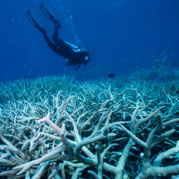 Coral bleaching of the Great Barrier Reef in 2016 was attributed at least partly to an El Nino.
