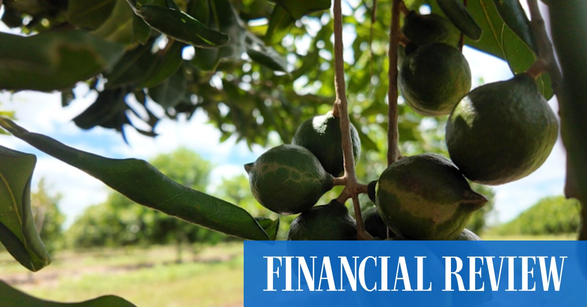 afr.com - Nick Lenaghan - Ag fund manager goes nuts for Bundaberg orchards