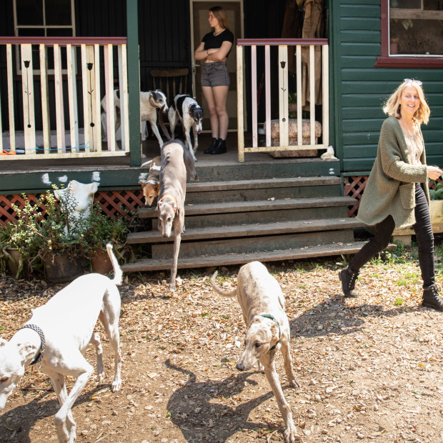Lisa White, who founded the Friends of the Hound charity after discovering how many racing greyhounds were killed each year, with canine friends at her property in northern NSW. 