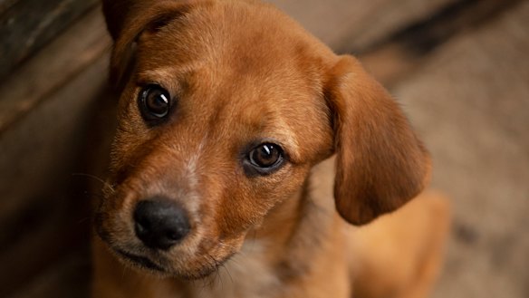 Quiz, the 12 week-old French mastiff puppy is available for adoption from The Country Companion Rescue Group.