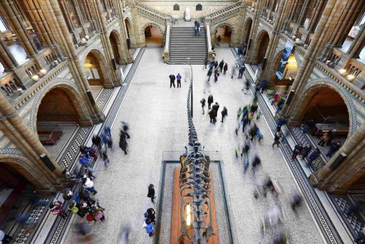 Visitors stream past the replica of a fossilised Diplodocus in the main hall of the Natural History Museum in London in 2015.