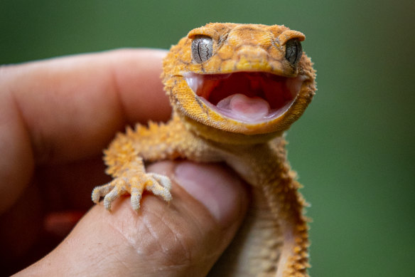 A central knob-tailed gecko is part of the museum’s collection. 