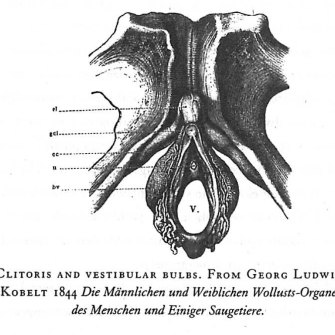 Helen O’Connell’s work built on the groundbreaking 1840s anatomy and “really beautiful” drawings of Georg Kobelt. 