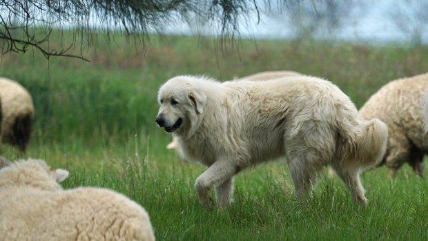 Giant sheepdog top