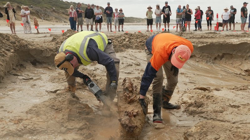 How a 23-million-year-old whale fossil was rescued from Ocean Grove beach