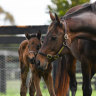 Champion Winx becomes a mum for the first time