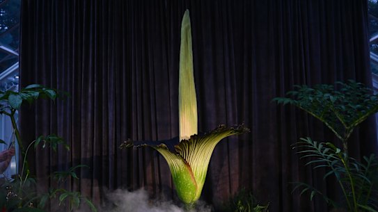 Putricia is now fully opened.