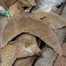 Endangered whale shark fins found in Singapore Airlines shipment to HK
