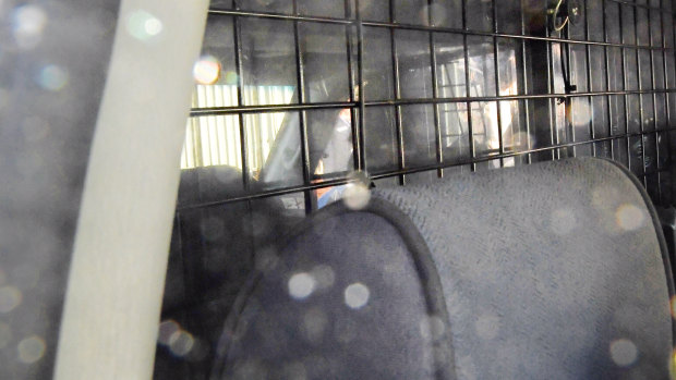 The inside of the vehicle holding serial killer Ivan Milat as it leaves the Prince of Wales Hospital on Tuesday.