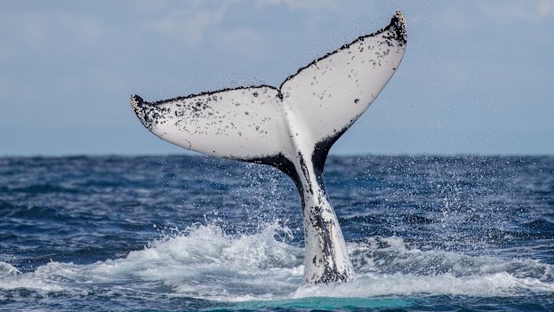 Humpback whales off the coast of Cronulla and Bundeena this winter.
