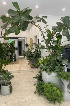 The Eckersley Garden Architecture fiddle leaf fig, waiting to be decorated.