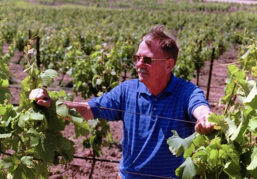 Don Francois in his vineyard in the Hunter Valley in 1999.