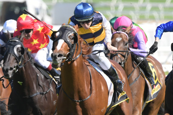 Terry Henderson hopes Gallic Chieftain can finally deliver him a Sydney Cup.