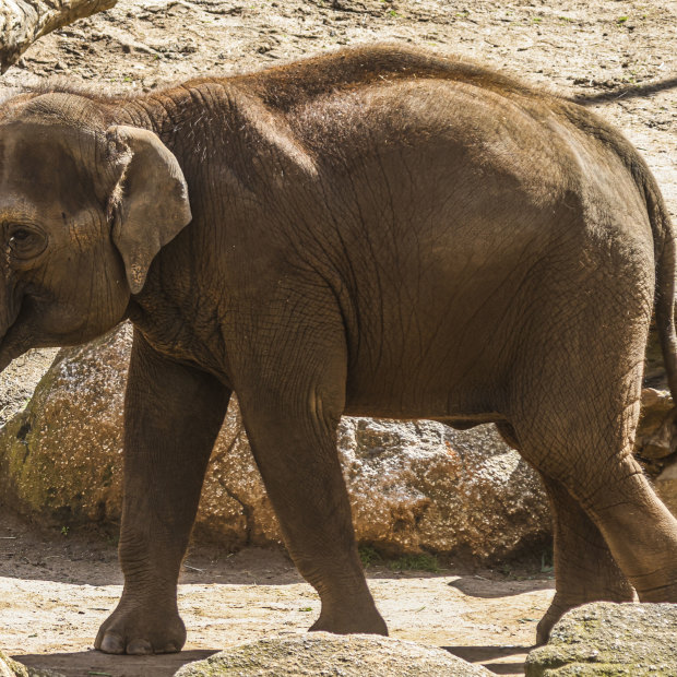 Mali, one of three pregnant elephants at Melbourne Zoo. An elephant’s gestation period can be up to 22 months – the longest of any mammal.