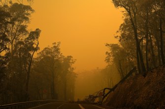 A fallen tree on the Kings Highway near Nelligen during the Black Summer bushfires.