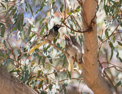 Regent Honeyeater with juvenile chicks waiting for a feed in the forests of north-east NSW.