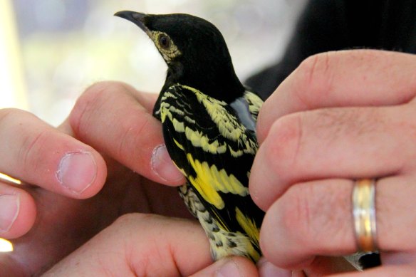 A regent honeyeater bred for release by Taronga Zoo. Captive birds have an extra challenge finding mates - their story may differ from their wild counterparts.