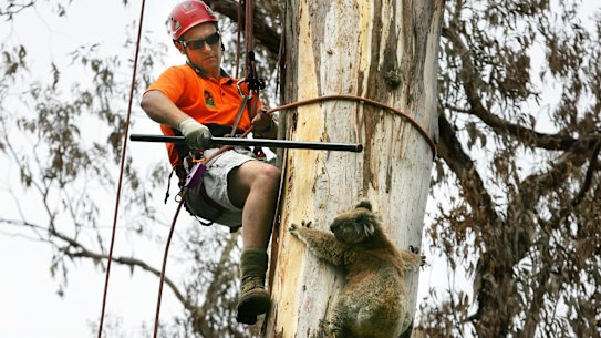 One that got away ... wildlife rescue resources have been stretched by the early fire season.
