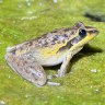 Lucky one-millionth caller: The frog that sounds like cross between a chicken and a lawnmower