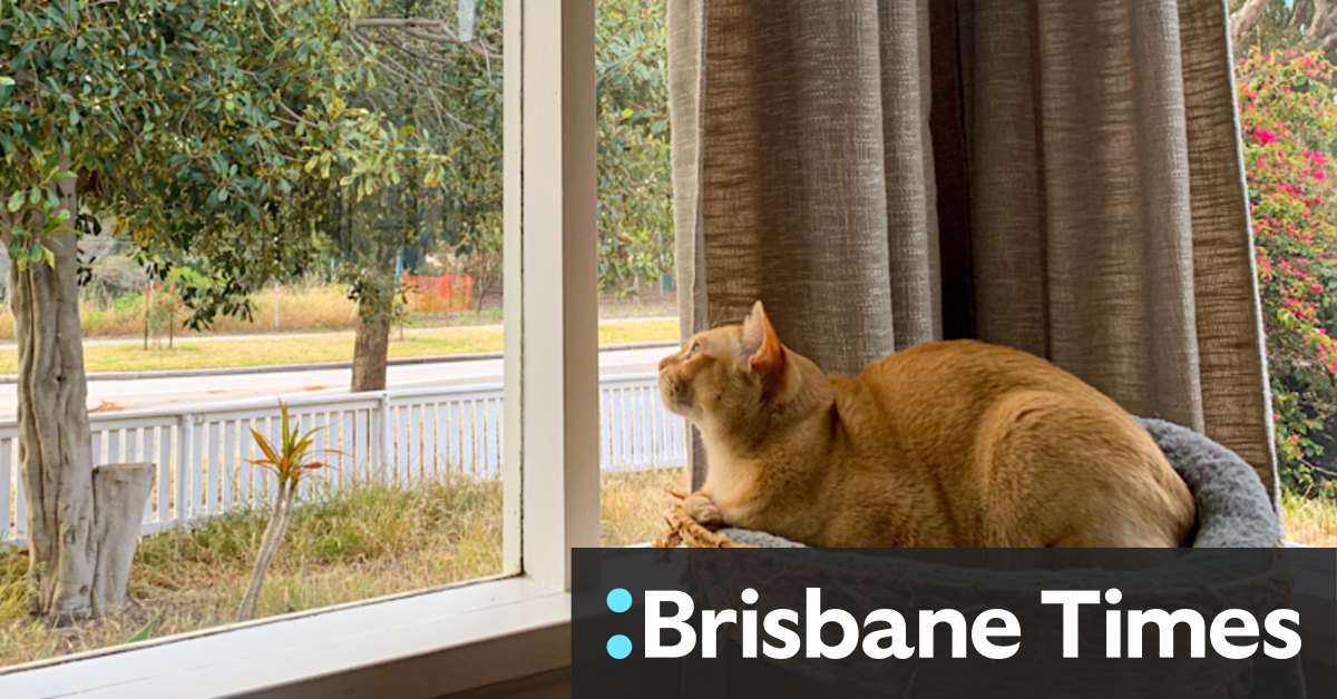 Lock up your fur babies: Fremantle 'cat ban' would restrict felines to leashes and cages outside homes - Vimarsana News