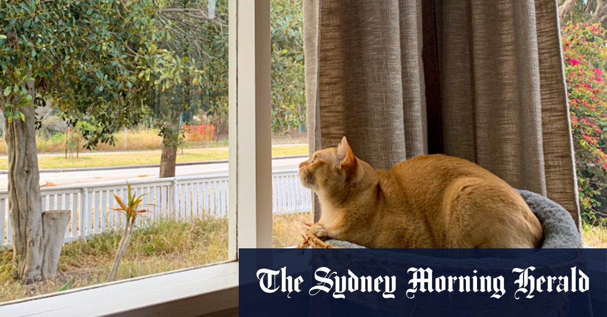 Lock up your fur babies: Fremantle 'cat ban' would restrict felines to leashes and cages outside homes - Vimarsana News