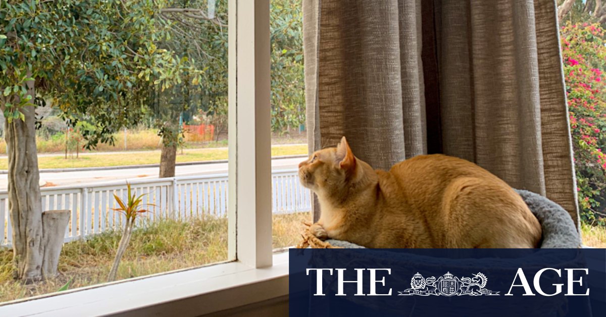 Lock up your fur babies: Fremantle 'cat ban' would restrict felines to leashes and cages outside homes - Vimarsana News