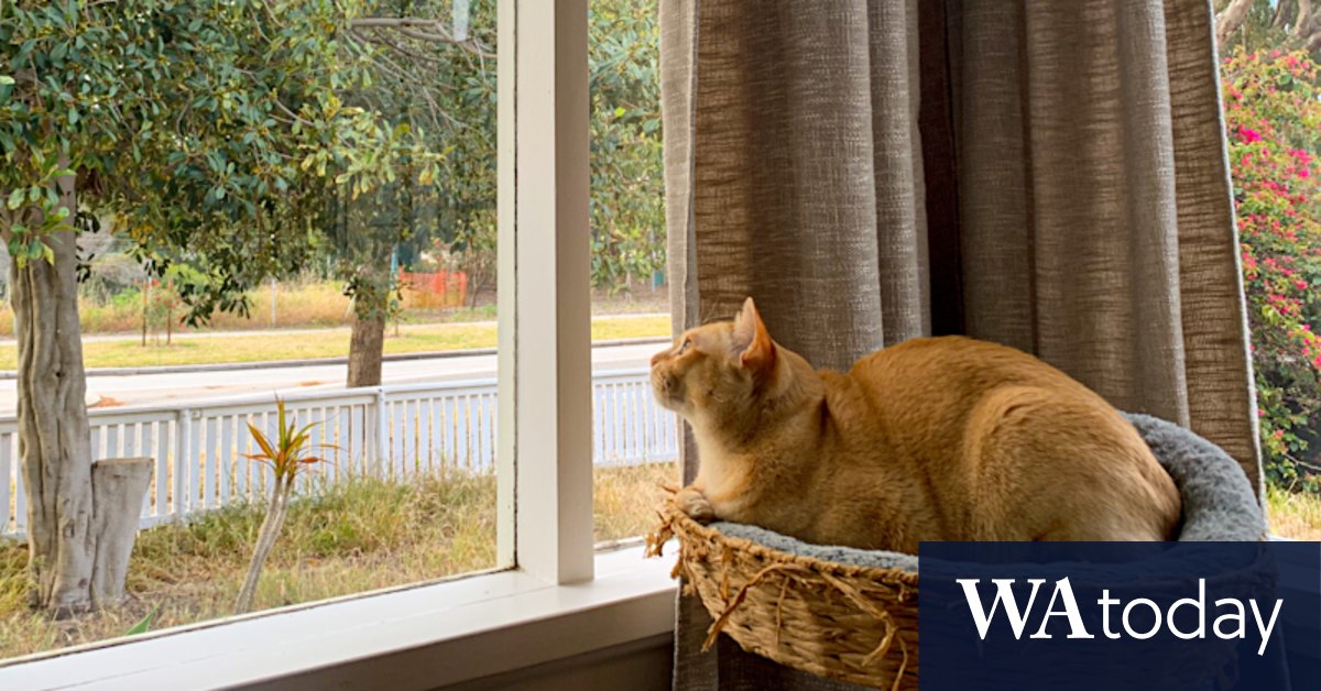 Lock up your fur babies: Fremantle 'cat ban' would restrict felines to leashes and cages outside homes - Vimarsana News