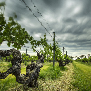 Henschke’s Mount Edelstone Vineyard.