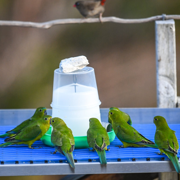 Orange-bellied parrots at the feeding platform in Melaleuca.