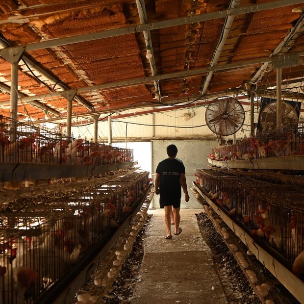 Thai farmworkers on a chicken farm in Margaliot, Israel. Thais comprise a great proportion of Israel farmworkers due to a labour deal between the two countries.