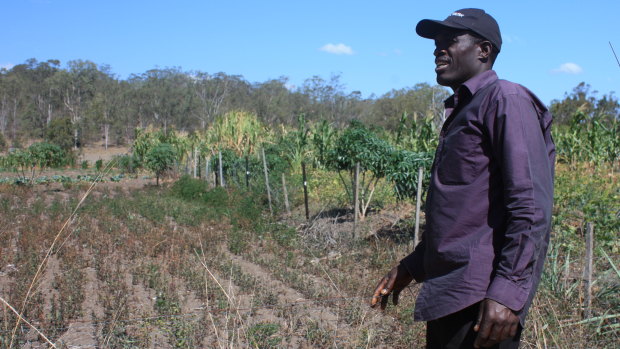 Sylvester Bandyatuyaga looks over the dying crops at Riverview Community Garden.