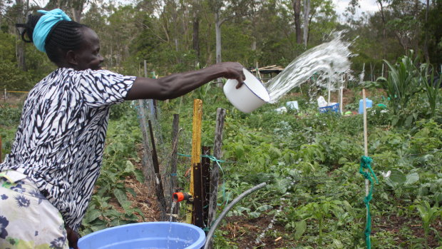 Alma Ladiye watering her crop at the Riverview Community Garden.