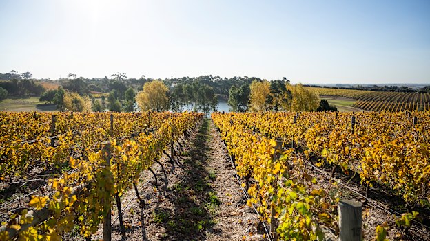 Bannockburn, a family-owned vineyard in Geelong, Victoria.
