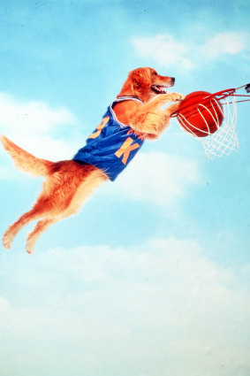 Air Bud, there are lots of them.