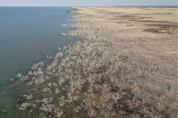 A huge stretch of coastal mangrove forest in Queensland's Gulf of Carpenteria died in late 2015.