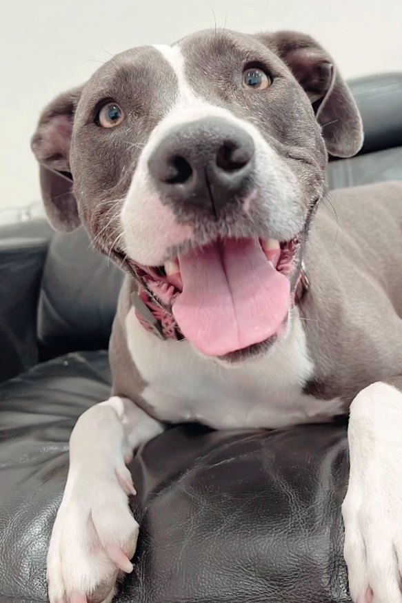 Indie the Staffordshire cross was killed by a man his owner dated for less than a year as revenge for her ending the relationship.