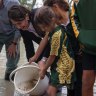 Premier Gladys Berejiklian visited Menindee as the first of millions of Murray cod were returned to the Darling River. 
