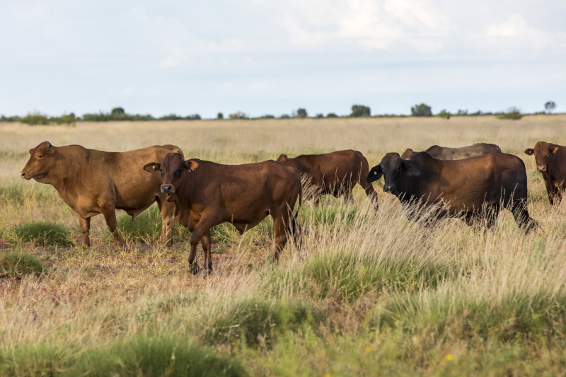 Chinese billionaire exits WA cattle station empire in $300m deal