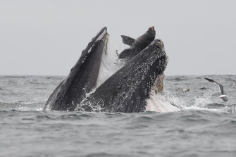 Una megattera caccia un leone marino mentre si nutre nella baia di Monterey.  Il sub ha detto che la balena è apparsa in superficie e ha sputato. 