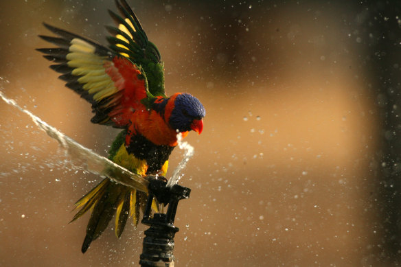 My son became obsessed with birds during COVID lockdown.
