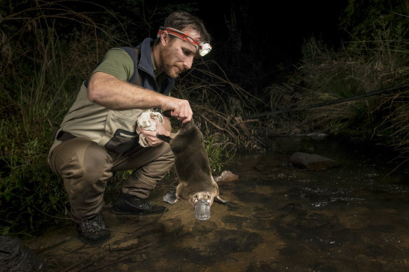 Platypus researcher Joshua Griffiths returns a male platypus to a creek after it was captured as part of a study.