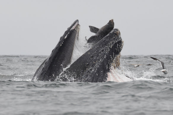 A humpback whale traps a sea lion while feeding in Monterey Bay. The diver said the whale surfaced and spat him out. 