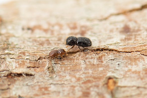 The shot-hole borer attacks living trees by farming fungus.