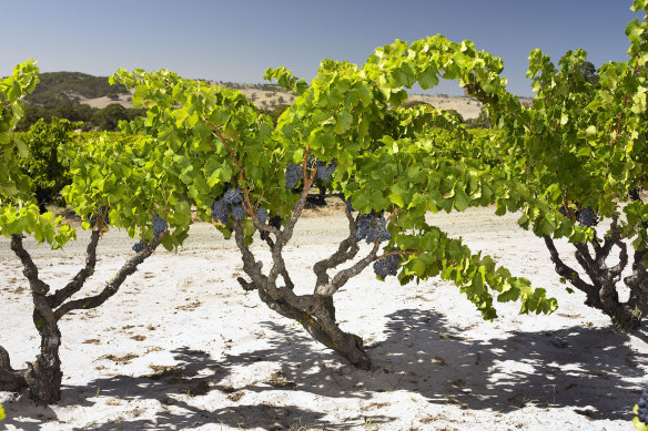 Yangarra Estate in McLaren Vale.